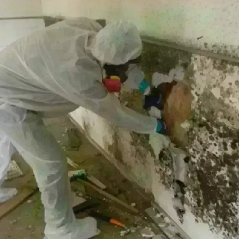 Mold Remediation and Removal in Dundee, MI